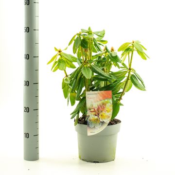 Rhododendron 'Nancy Evans'