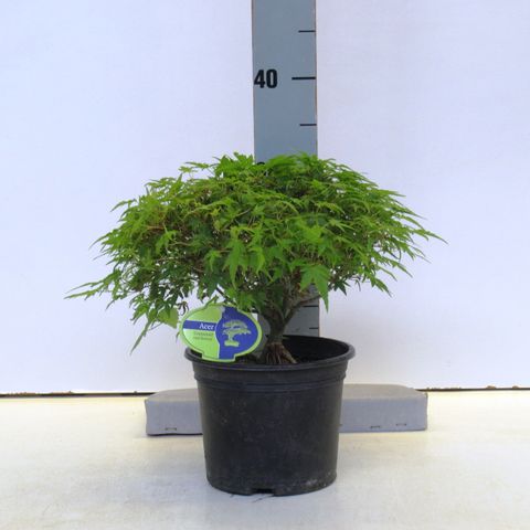 Acer palmatum 'Kiyohime'