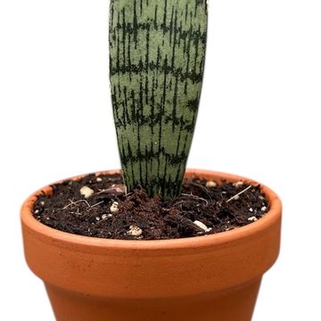 Sansevieria 'Everest'