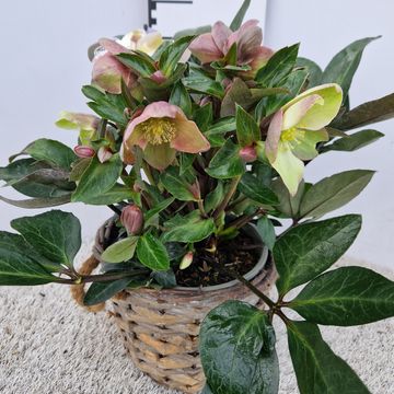 Helleborus x ericsmithii VIV VALERIA