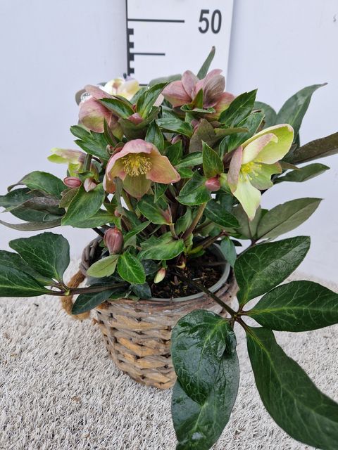 Helleborus x ericsmithii VIV VALERIA