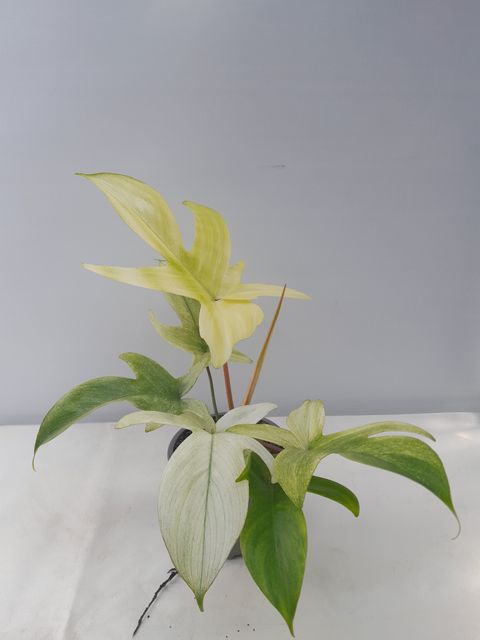 Filodendron FLORIDA GHOST