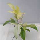 Filodendron FLORIDA GHOST