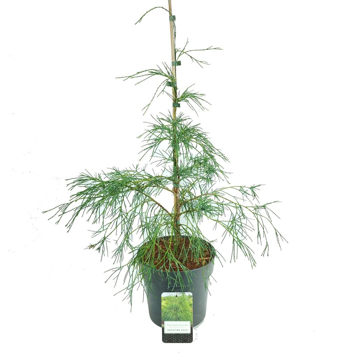 Chamaecyparis Lawsoniana Drooping Solo Plant Wholesale Floraccess