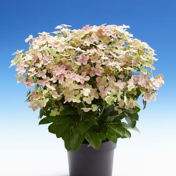 Hydrangea paniculata 'Polestar'