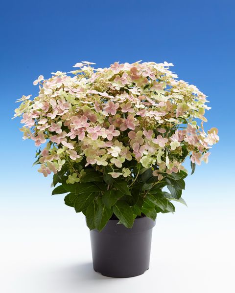 Hydrangea paniculata 'Polestar'