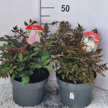 Astilbe ARENDSII MIX