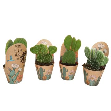 Opuntia MIX