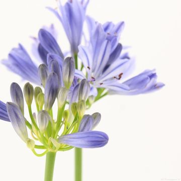 Agapanthus 'Blue de Chine'