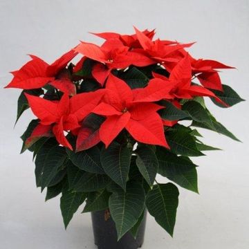 Euphorbia pulcherrima