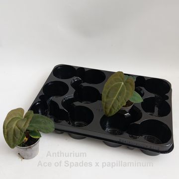 Anthurium ACE OF SPADES DARK FORM X PAPILLILAMINUM