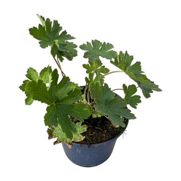 Geranium phaeum 'Wendy's Blush'