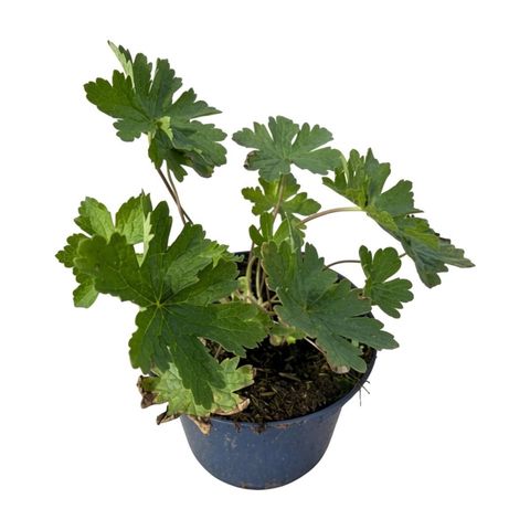Geranium phaeum 'Wendy's Blush'