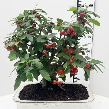 Malus domestica