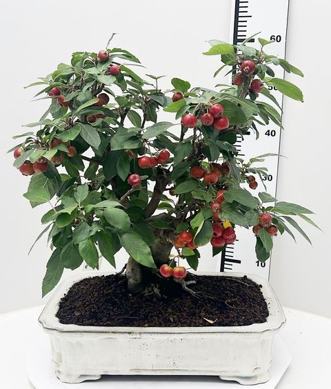 Malus domestica