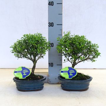 Ilex crenata