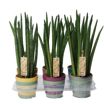 Sansevieria cylindrica 'Spaghetti'