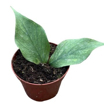 Hoya polyneura 'Silver'