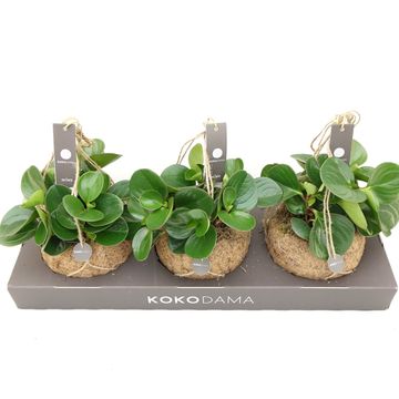 Peperomia obtusifolia 'Obtipan'