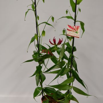 Gloriosa rothschildiana