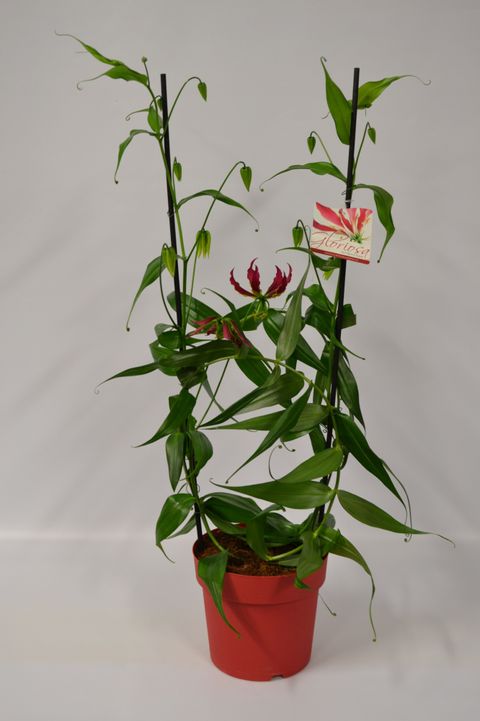 Gloriosa rothschildiana