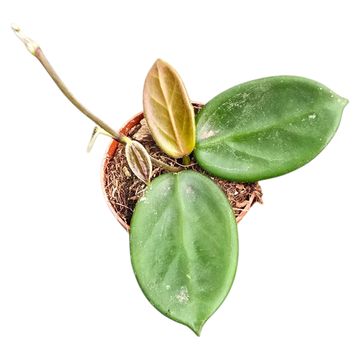 Hoya vangviengiensis