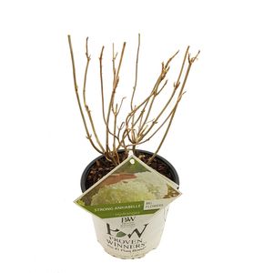 Hydrangea arborescens STRONG ANNABELLE / INCREDIBALL (Son & Koot BV)