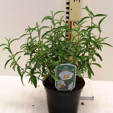 Cistus x purpureus 'Alan Fradd'