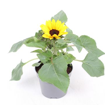 Helianthus annuus 'Petisol'