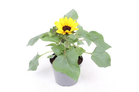 Helianthus annuus 'Petisol'
