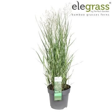 Panicum virgatum 'Heavy Metal'