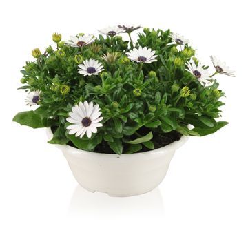 Osteospermum MARGARITA WHITE