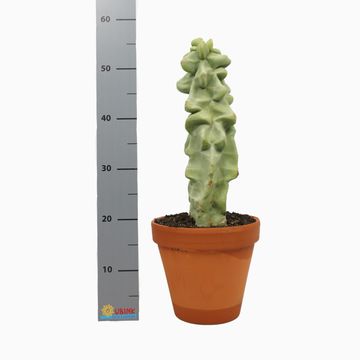 Lophocereus schottii monstrosus