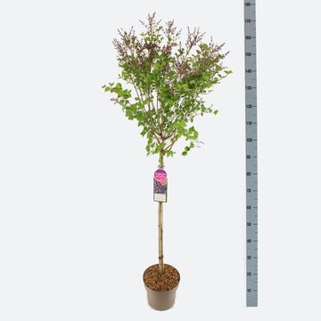 Syringa BLOOMERANG DARK PURPLE