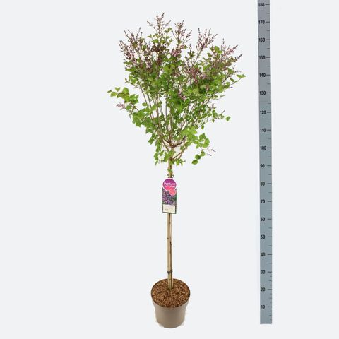 Syringa BLOOMERANG DARK PURPLE