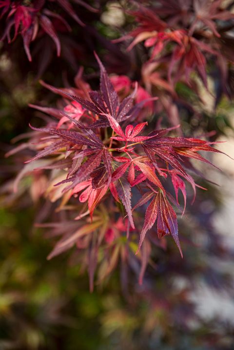 Acer palmatum 'Skeeter's Broom'