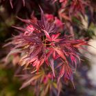 Acer palmatum 'Skeeter's Broom'