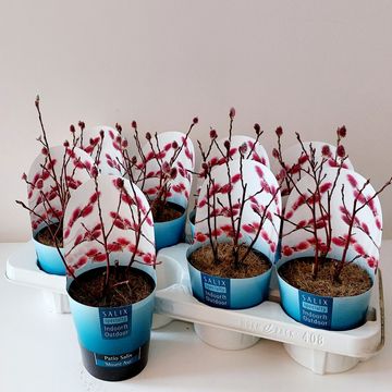 Ива gracilistyla 'Mt. Aso'