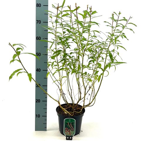 Salix udensis 'Sekka'