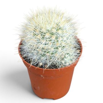 Mammillaria marcosii