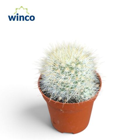 Mammillaria marcosii