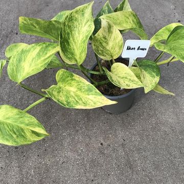 Epipremnum 'Neon Queen'