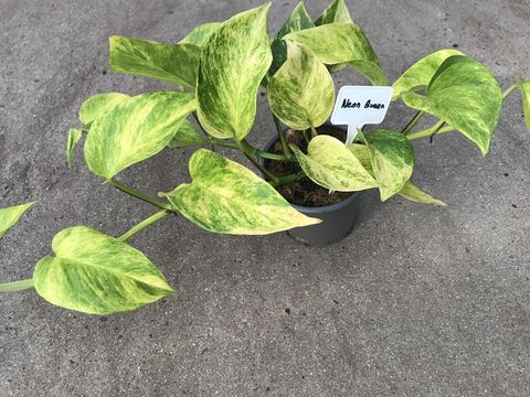 Epipremnum 'Neon Queen'