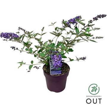 Buddleja FREE PETITE BLUE HEAVEN