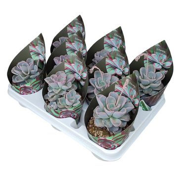 Echeveria 'Orpet'