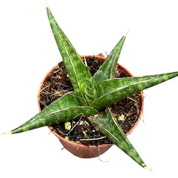 Sansevieria 'Prabu'