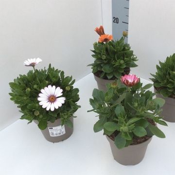 Osteospermum ASTRA MIX