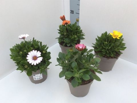 Osteospermum ASTRA MIX