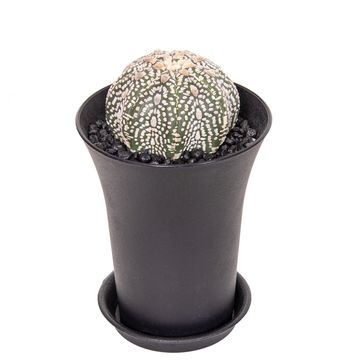 Astrophytum asterias 'Super Kabuto'