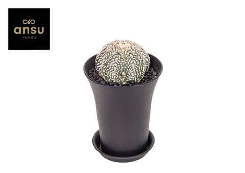 Astrophytum asterias 'Super Kabuto'